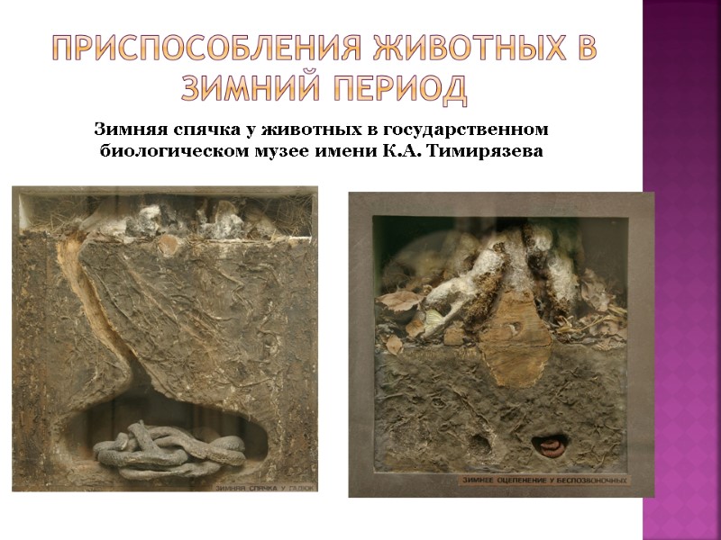 Зимняя спячка у животных в государственном биологическом музее имени К.А. Тимирязева Приспособления животных в